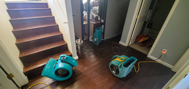 Best Mold removal after water damage  in Borger, TX
