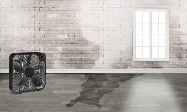 Best Professional water damage repair  in Borger, TX
